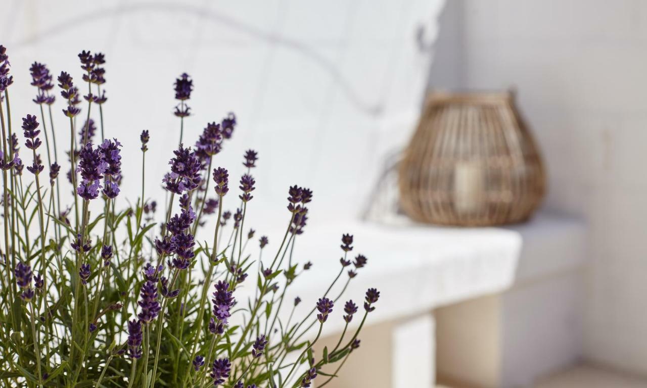 Agapanto Masseria Bed & Breakfast Конверсано Екстериор снимка